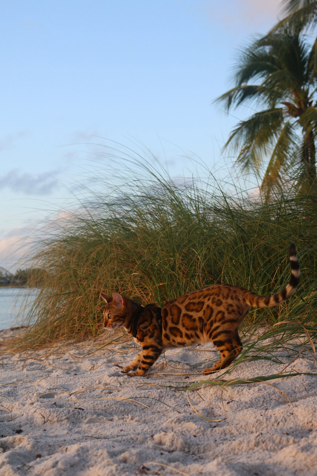 Bengal cat walking along a Miami beach at sunset