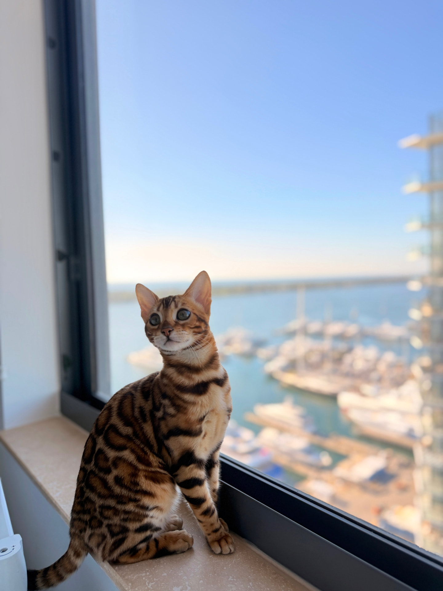 Bengal cat sitting on a window ledge overlooking the Miami marina