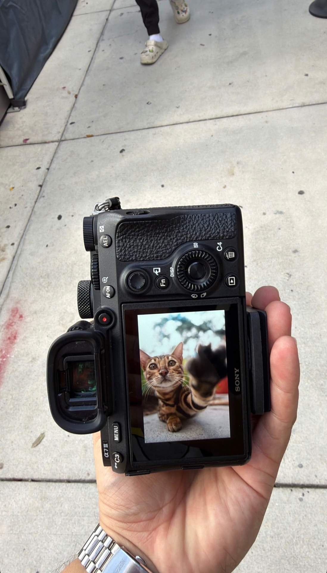 Camera screen showing a Bengal kitten reaching toward the lens during a photo session