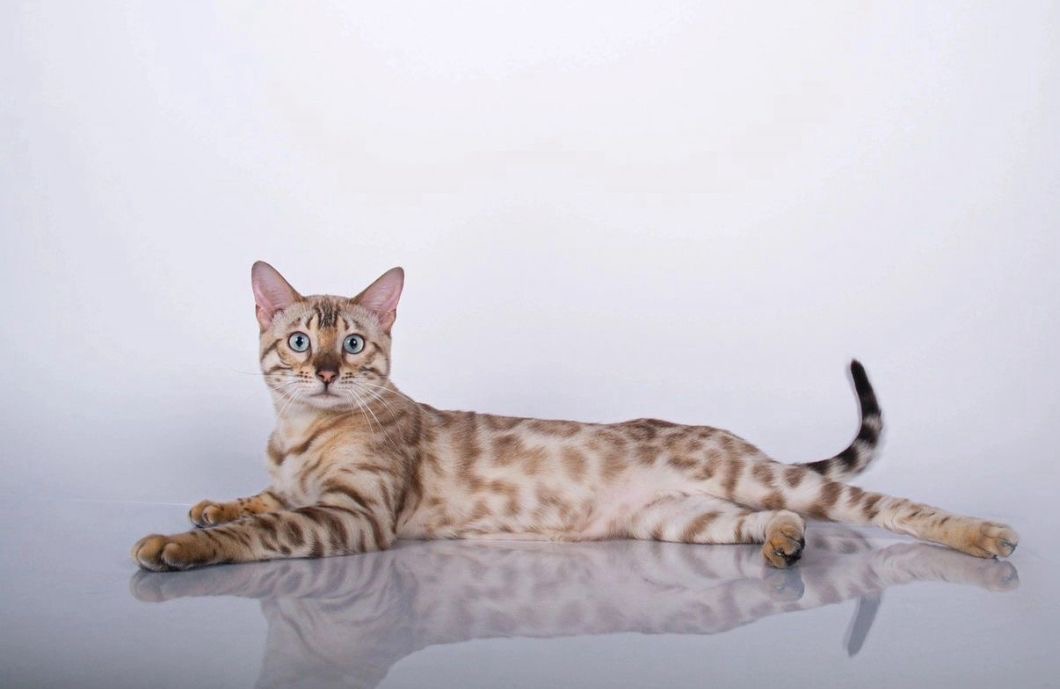 Snow Bengal cat reclining in a bright studio setting